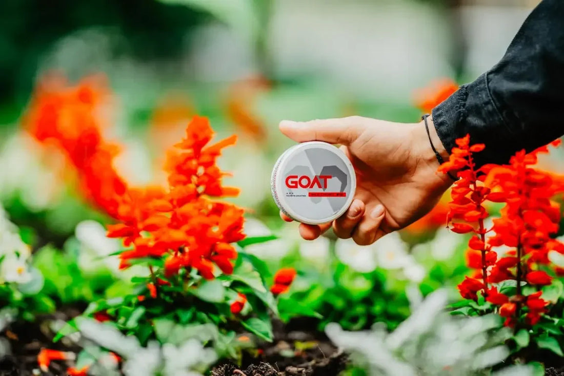 The 10 Best Nicotine Pouches in 2025: Flavour, Strength, and Price Compared